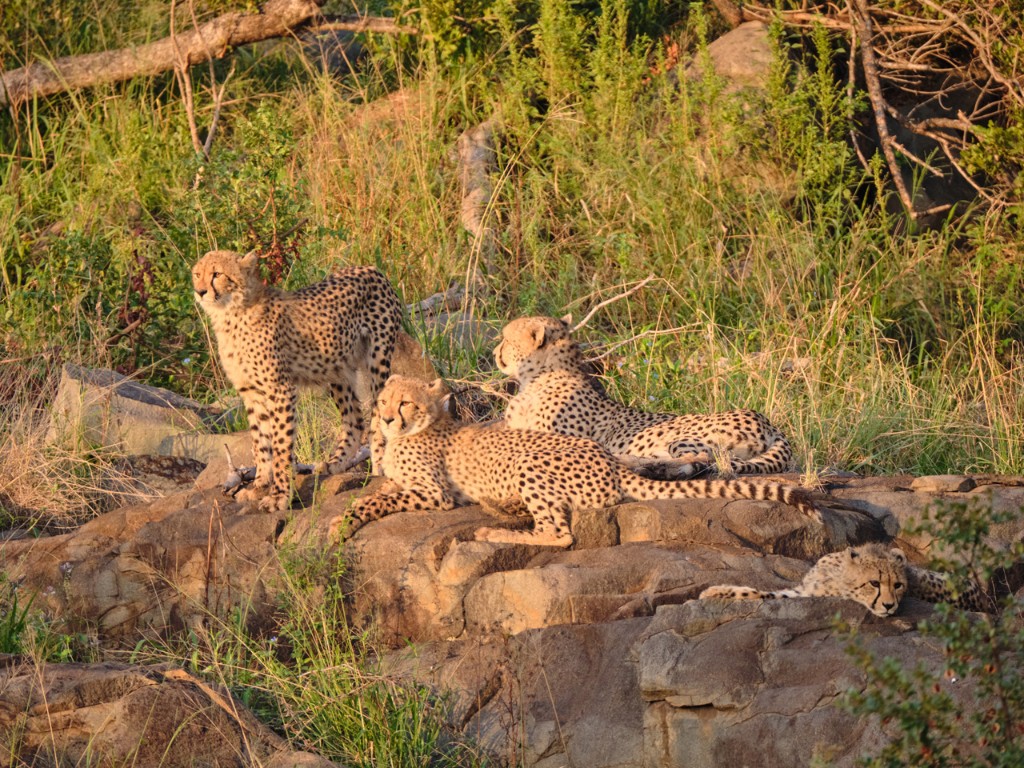 2025-04 Southafrica Kruger NP